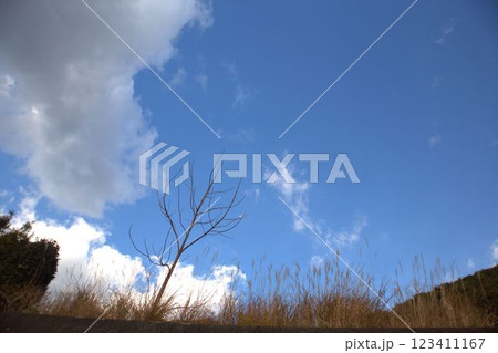 晴れた日のススキと青空 123411167