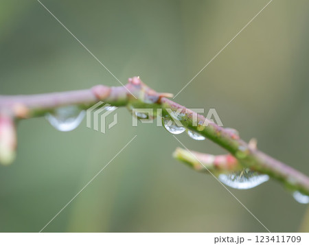 雨上がりの枝に雫が滴る08 123411709