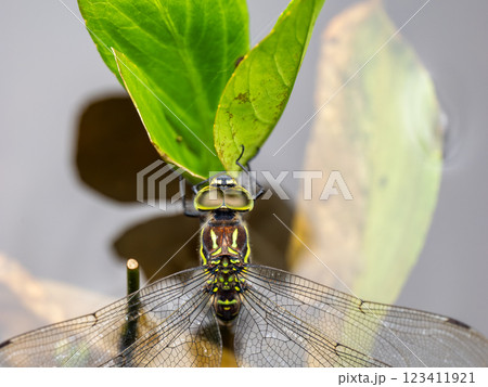 オオルリボシヤンマ 123411921