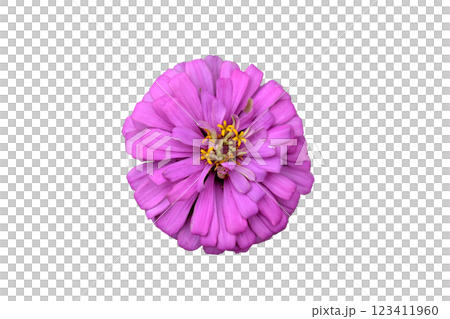 Pink zinnia elegans dahlia flower 123411960
