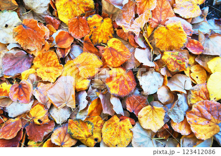落葉が降り積もった秋イメージの風景 落葉が降り積もった秋イメージの風景 123412086