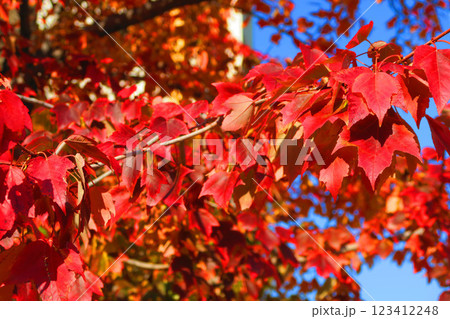 赤く紅葉した葉と青空のきれいな風景 123412248