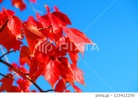 赤く紅葉した葉と青空のきれいな風景 123412250
