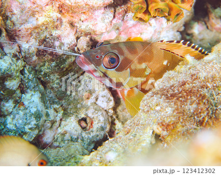 大きく美しいアカハタ（ハタ科）。 口から捕食したオトヒメエビの触角が飛び出している。 123412302