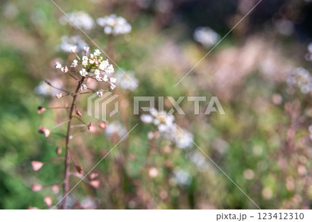 春の野に咲くナズナ 春の野に咲くナズナ 123412310