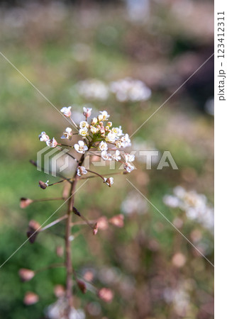 春の野に咲くナズナ 123412311