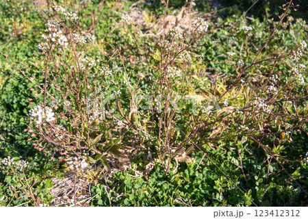 春の野に咲くナズナ 123412312