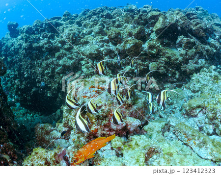 美しいツノダシ(ツノダシ科)の群れとアカハタ(ハタ科)他。 静岡県伊豆半島賀茂郡南伊豆町中木ヒリゾ浜 美しいツノダシ(ツノダシ科)の群れとアカハタ(ハタ科)他。 静岡県伊豆半島賀茂郡南伊豆町中木ヒリゾ浜 123412323