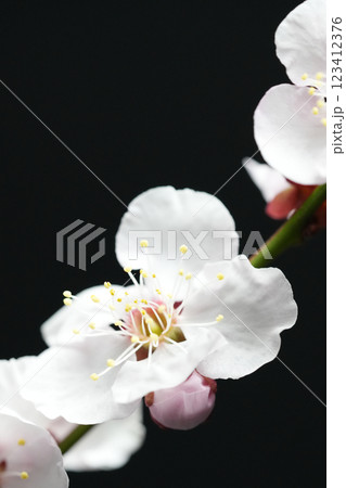 黒バックに浮かび上がる白梅 123412376