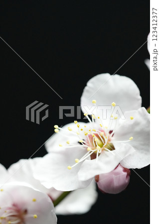 黒バックに浮き上がる白梅の花 123412377
