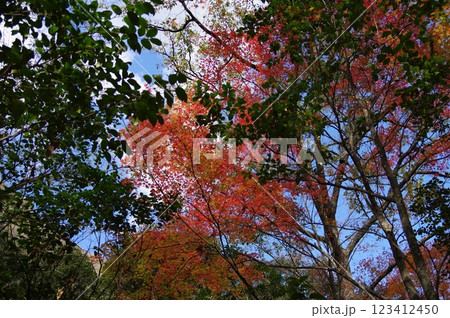 紅葉萌ゆる秋 紅葉萌ゆる秋 123412450