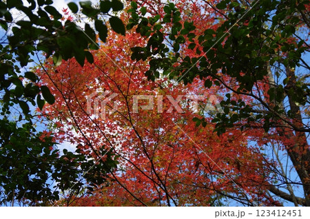 紅葉萌ゆる秋 123412451