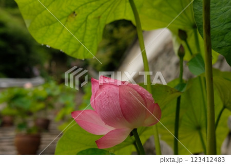 長谷寺の蓮 長谷寺の蓮 123412483