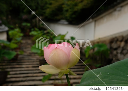 長谷寺の蓮 長谷寺の蓮 123412484