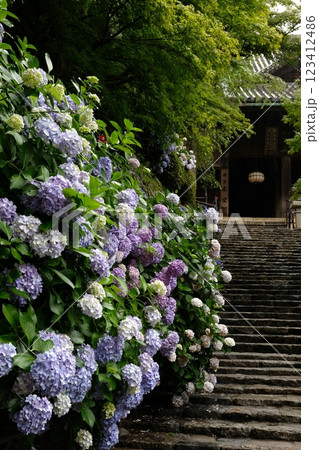長谷寺の紫陽花 長谷寺の紫陽花 123412486