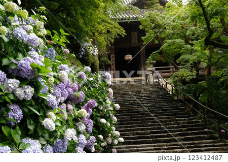 長谷寺の紫陽花 長谷寺の紫陽花 123412487