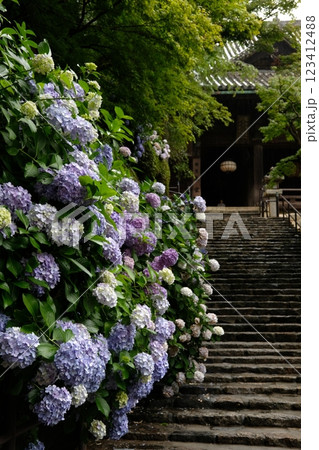 長谷寺の紫陽花 長谷寺の紫陽花 123412488