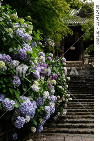長谷寺の紫陽花 123412489