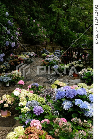 長谷寺の紫陽花 123412492
