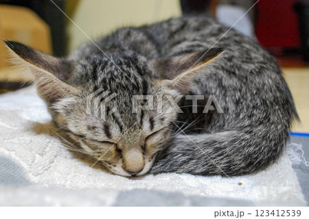 眠る子猫 眠る子猫 123412539