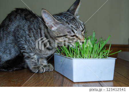 猫草を食べる子猫 猫草を食べる子猫 123412541