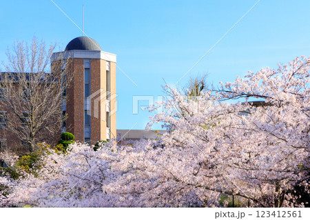 満開の桜が新入生を迎える或る大学キャンパスの風景 123412561
