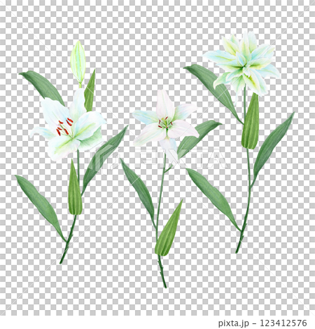 White lily flowers with stems watercolor illustration set isolated on white. High quality clip art perfect for cards, posters, stickers, Easter, christening spring, mother's day, wedding cards White lily flowers with stems watercolor illustration set isolated on white. High quality clip art perfect for cards, posters, stickers, Easter, christening spring, mother's day, wedding cards 123412576