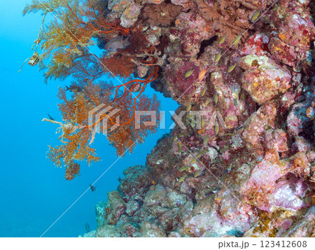 ウミカラマツが生えるドロップオフのキンギョハナダイ、ウメイロモドキ、キホシスズメダイ他の群れ, 123412608