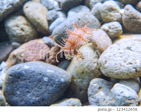 可愛いオビテンスモドキ（ベラ科）の幼魚他。静岡県伊豆半島賀茂郡南伊豆町中木ヒリゾ浜2024年 123412656
