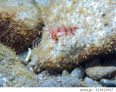 可愛いオビテンスモドキ（ベラ科）の幼魚他。静岡県伊豆半島賀茂郡南伊豆町中木ヒリゾ浜2024年 123412657