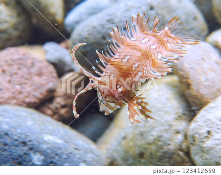 可愛いオビテンスモドキ(ベラ科)の幼魚他。静岡県伊豆半島賀茂郡南伊豆町中木ヒリゾ浜2024年 可愛いオビテンスモドキ(ベラ科)の幼魚他。静岡県伊豆半島賀茂郡南伊豆町中木ヒリゾ浜2024年 123412659