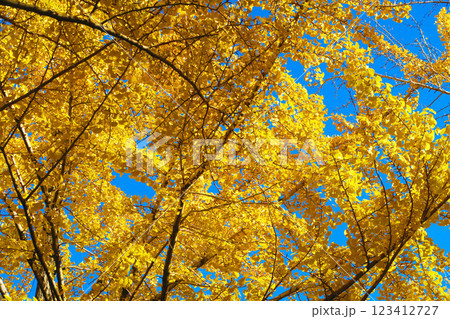 秋のイチョウの黄葉の風景を中心にした都立光ヶ丘公園の風景（2024年撮影） 123412727