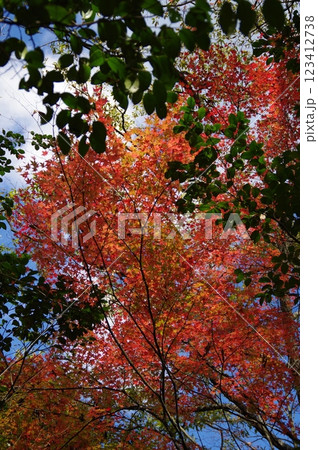 紅葉萌ゆる秋 紅葉萌ゆる秋 123412738