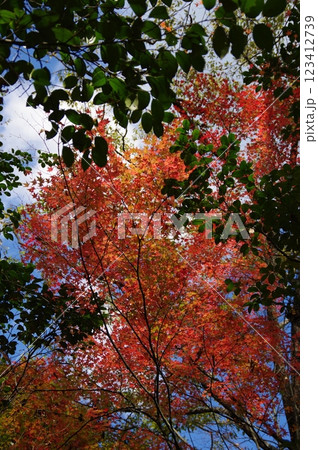 紅葉燃ゆる秋 123412739