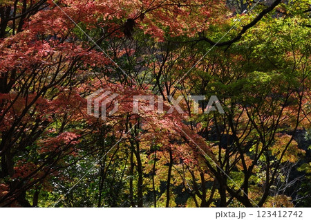 紅葉燃ゆる秋 紅葉燃ゆる秋 123412742