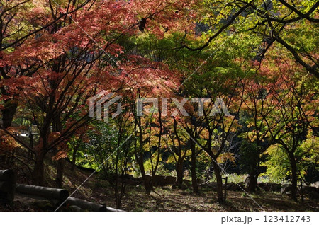 紅葉燃ゆる秋 123412743