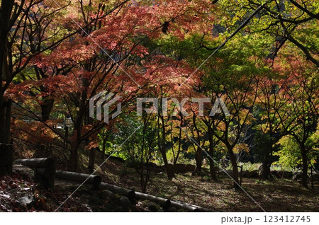 紅葉燃ゆる秋 紅葉燃ゆる秋 123412745
