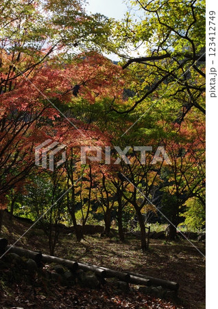 紅葉燃ゆる秋 紅葉燃ゆる秋 123412749