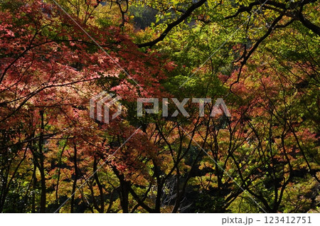 紅葉燃ゆる秋 123412751