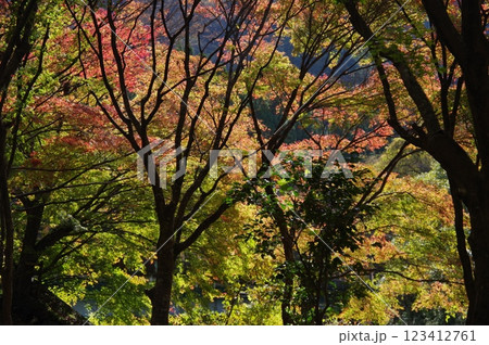 紅葉燃ゆる秋 紅葉燃ゆる秋 123412761