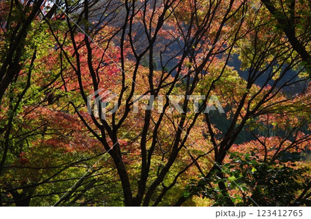 紅葉燃ゆる秋 123412765