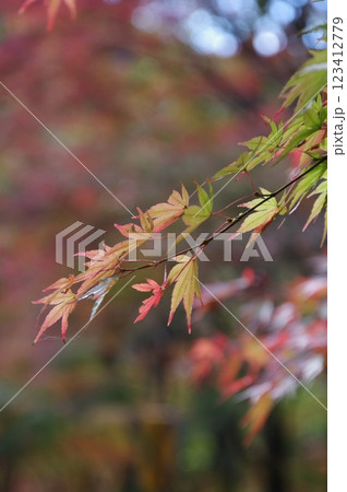 紅葉燃ゆる秋 紅葉燃ゆる秋 123412779