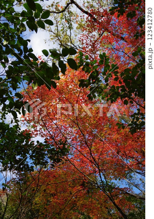 紅葉燃ゆる秋 123412780