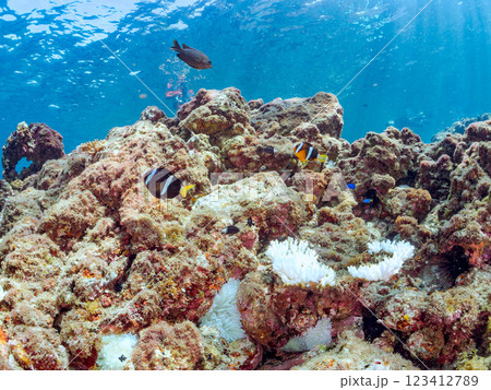白化現象が見られるイソギンチャク畑に住む可愛いクマノミペア、ミツボシクロスズメダイ他の群れ。ヒリゾ浜 白化現象が見られるイソギンチャク畑に住む可愛いクマノミペア、ミツボシクロスズメダイ他の群れ。ヒリゾ浜 123412789