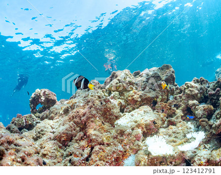 白化現象が見られるイソギンチャク畑に住む可愛いクマノミペア、ミツボシクロスズメダイ他の群れ。ヒリゾ浜 123412791