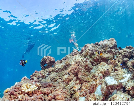 白化現象が見られるイソギンチャク畑に住む可愛いクマノミペア、ミツボシクロスズメダイ他の群れ。ヒリゾ浜 123412794