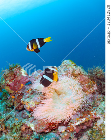 白化現象が見られるイソギンチャク畑に住む可愛いクマノミペア、ミツボシクロスズメダイ他の群れ。ヒリゾ浜 123412829