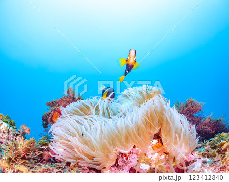 白化現象が見られるイソギンチャク畑に住む可愛いクマノミペア、ミツボシクロスズメダイ他の群れ。ヒリゾ浜 123412840