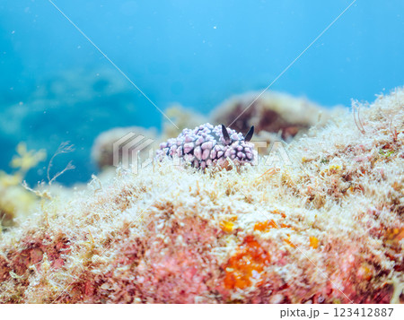 美しいコイボウミウシ（イボウミウシ科）。 123412887