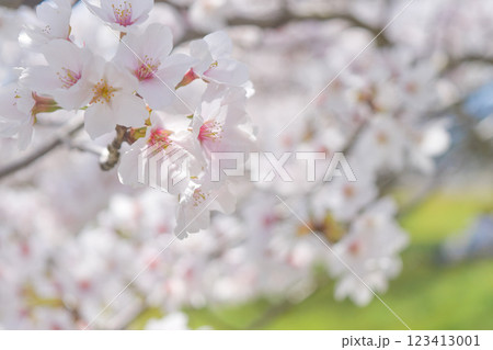 桜のある風景 123413001